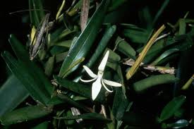 Image result for Jumellea usambarensis