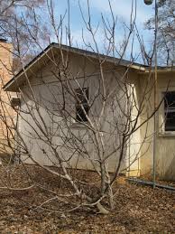 One of the most important measures for caring for figs at home is pruning. Pruning The Fruit Orchard East Texas Gardening