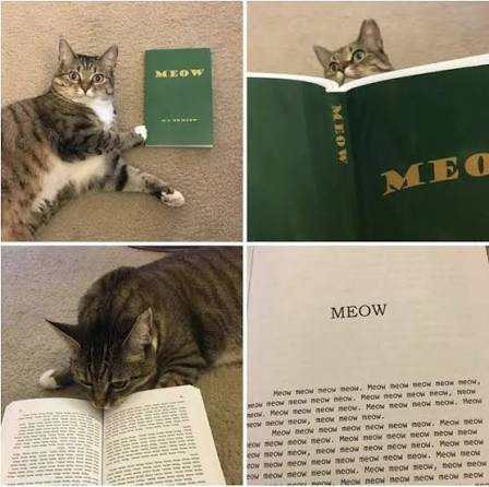 cat reading meow book
