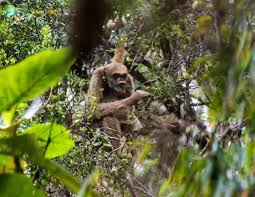 Image result for Micractis bojeri