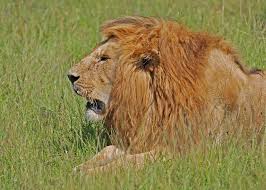 Africa quotes movie quotes life quotes karen blixen ps i love out of africa some words good thoughts. Out Of Africa 10 Inspirational Quotes From Karen Blixen 5 Minute History