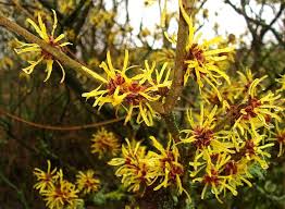 Image result for Hamamelidaceae