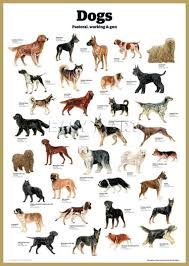 Dog Breeds That Are Perfect For Kids Friendly Dogs For Kids Friendly Dogs For Kids Boxe Dog Breeds Dog Breeds Chart Dog Breeds List