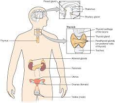 Download and print these endocrine system coloring pages for free. 9 2 Endocrine System Basics Medicine Libretexts
