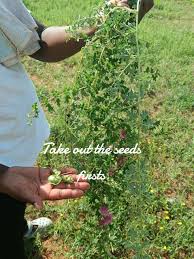 Image result for Dicerocaryum eriocarpum