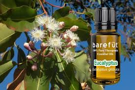 Eucalyptus preparations should not be applied to the face, especially the nose, of infants and young children. 4 Ways To Use Eucalyptus Globulus Essential Oil Barefut Essential Oils