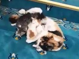Ibadete Kapali Caminin Vaaz Kursusunun Altinda Kedi Yavruladi A3 Haber