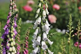 Every time i go to the garden centre there seem. How To Grow Foxglove Happy Diy Home