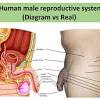 Reproductive system female organs diagram. 3