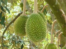 Ia membuktikan bahwa budidaya tanaman durian dengan menggunakan pupuk organik cair gdm spesialis buah mampu meningkatkan keuntungan hingga lebih dari rp. Cara Menanam Durian Perhatikan 7 Langkah Ini