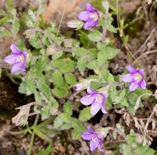 Image result for Campanula edulis