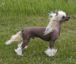 Maybe you would like to learn more about one of these? Feature Breed Of Mohawk Chinese Crested