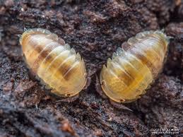 Image result for Isoglossa vulcanicola