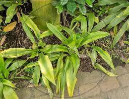 Image result for Blechnum attenuatum