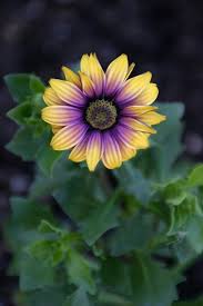We did not find results for: Pin On Annual Flowers