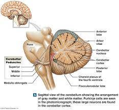 Contains nuclei that relay signals from the forebrain to the cerebellum. Pin On Edu Body Works