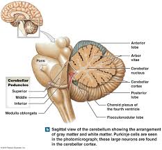 Brainstem development is similar to spinal cord development and unfolds like a book. Table Showing The Parts Of The Cerebellum And Their Functions And Figure Showing The Parts Of The Cer Cerebellum Anatomy Brain Anatomy Skeletal System Anatomy