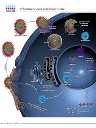 Influenza viruses bind to the respiratory tract epithelium. Qiagen Geneglobe Pathways Influenza A Virus Replication Cycle