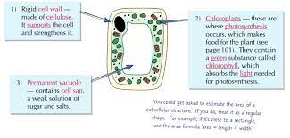 An animal's somatic cells contain 2n chromosomes. 1 2 Plant Cells Diagram Quizlet