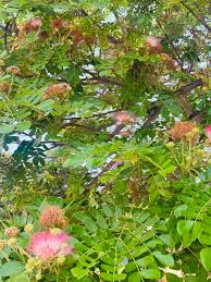 Image result for Samanea saman