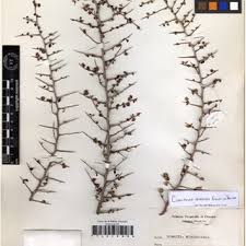 Image result for Tacazzea rosmarinifolia