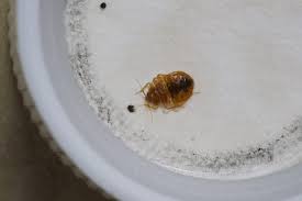 Bugsnax are famously described as kinda bug and kinda snack, but in truth, neither is quite true. What Do Bed Bugs Look Like 53 Pictures Of Bed Bugs Pest Strategies