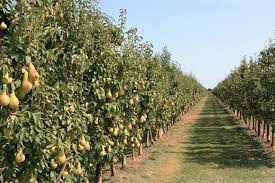 Check spelling or type a new query. Types Of Pear Trees You Didn T Know Of And Tips To Grow Them Gardenerdy