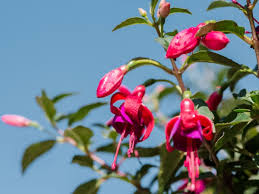 Gartenmeister fuchsia is a great container plant because of its upright habit. Growing Fuchsia As Houseplants