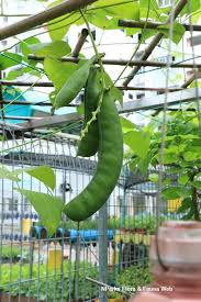 Image result for Canavalia gladiata