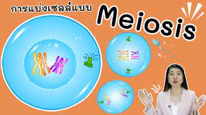 Meiosis) เป็น การแบ่งเซลล์ ที่พบในการสร้าง เซลล์สืบพันธุ์ ใน ยูคาริโอต การแบ่งเซลล์แบบไมโอ. à¸à¸²à¸£à¹à¸š à¸‡à¹€à¸‹à¸¥à¸¥ à¹à¸šà¸š à¹„à¸¡à¹‚à¸­à¸‹ à¸ª Meiosis Youtube