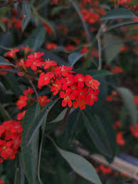 Image result for Euphorbia fulgens