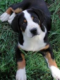 This happy pup is family raised and up to date on vaccinations. 28 Appenzeller Sennenhund Ideas Mountain Dogs Entlebucher Mountain Dog Swiss Mountain Dogs