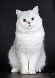 32 Ideas For Cats British Shorthair Silver Beautiful Cats British Shorthair Pretty Cats