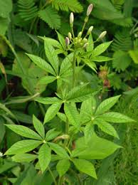 Image result for Cleome houtteana