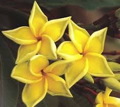The The Worlds Most Beautiful Frangipanis On Sale In Australia Frangipani Plumeria Seed Shop
