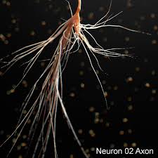 3d Model Of Neuron Anatomy Neurons 3d Model Anatomy