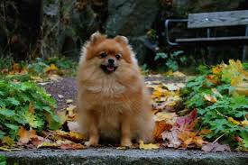 Hösthälsningar från Herman