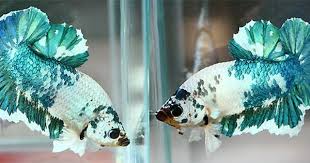 Which Transhipper Should I Pick Buying A Betta From Aquabid Betta Fish Tank Betta Betta Fish