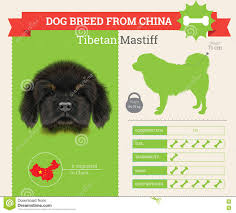 Tibetan Mastiff Dog Breed Infographics Stock Illustration