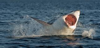 A 17ft long great white shark has crossed the atlantic, becoming only the second in known history to do so. White Shark Size Diet Habitat Teeth Attacks Facts Britannica