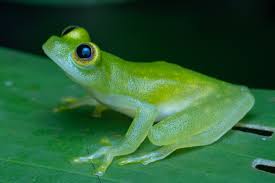 Image result for glass frog