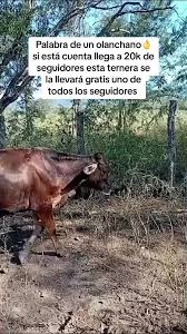 Ney Guillén (@reinel.guillen)'s videos with sonido original