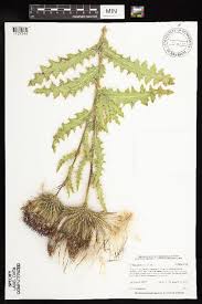 Image result for Anisopappus chinensis