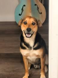 Found dog in Glendale near 55th Ave and Mountain View