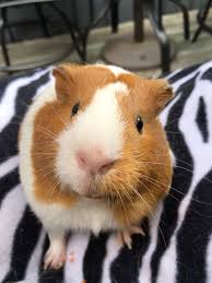 Pin On Guineas Gone Wild