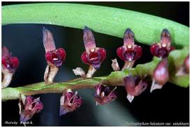 Image result for Bulbophyllum falcatum