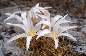 Image result for Gethyllis