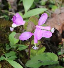 Image result for Polygala filicaulis