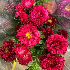 Image result for Aster