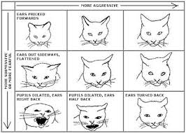 Your Cat Body Language Cat Language Signs Cat Language Cat Tail Language